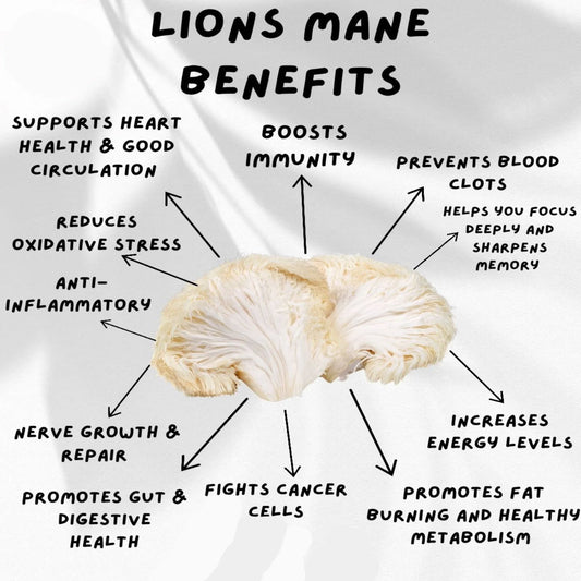 Lions mane mushroom with text listing its benefits on a white background
