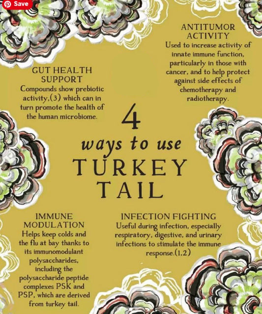 urkeyTailMedicinalMushrooms