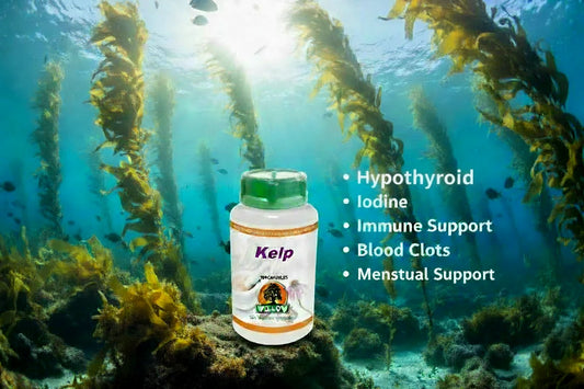 Organic Kelp - Iodine