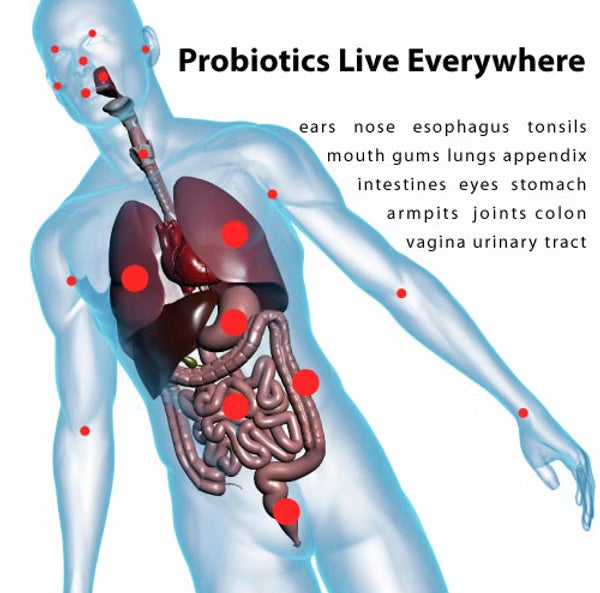 DNA-PROBIO 600mg 30's