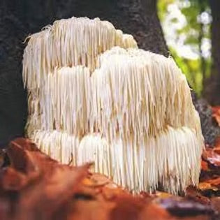 DNA MUSHROOMS 60's
