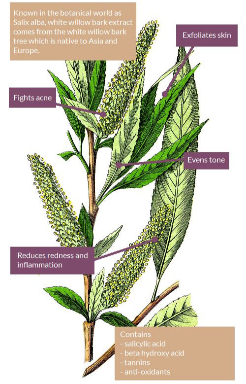  skin care benefits of white willow bark 